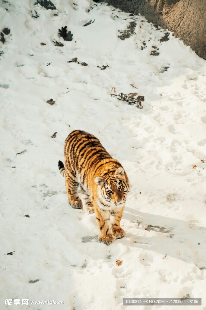 雪地中的斑斓猛虎