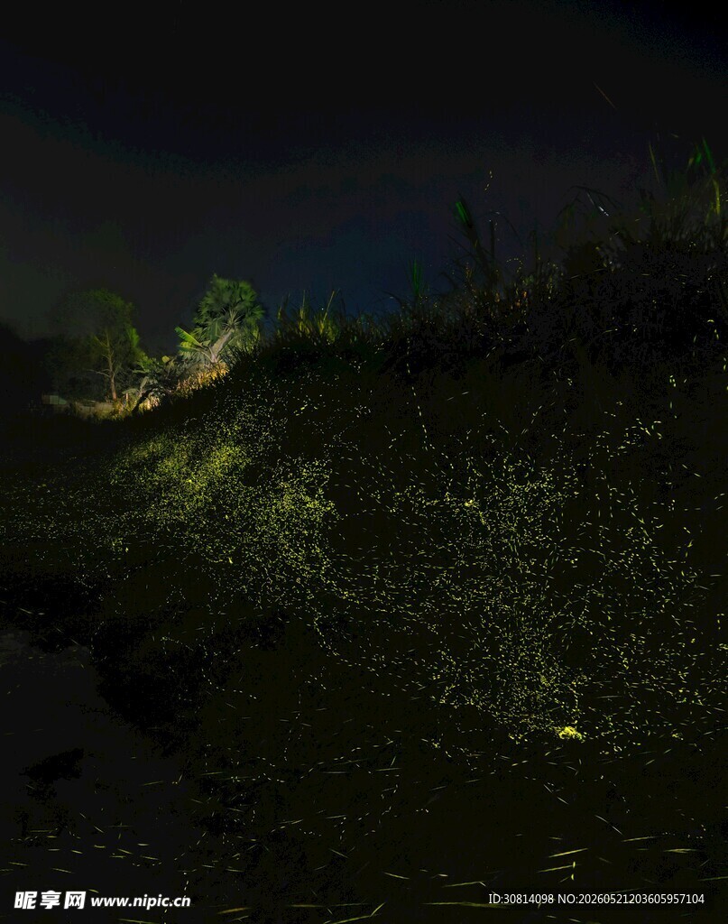 夜幕下的草地微光景象