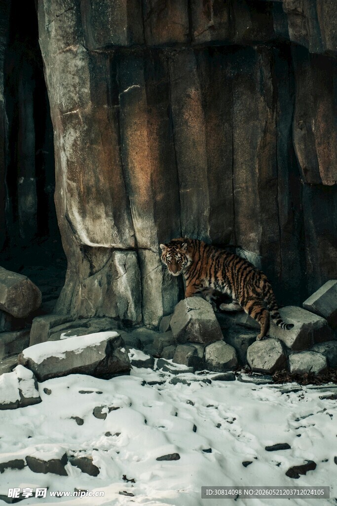 雪地中行走的斑斓猛虎
