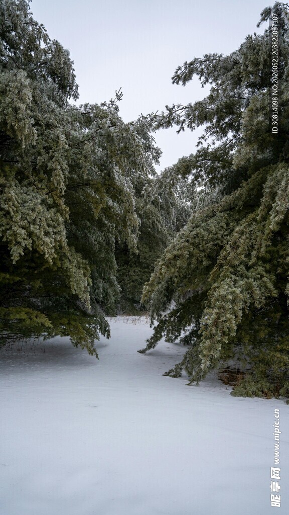 雪覆树木的冬日静谧景象