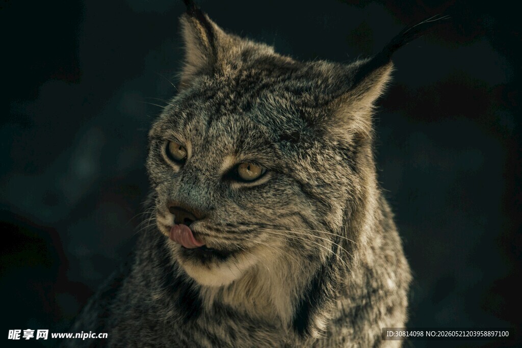 凝视的猞猁
