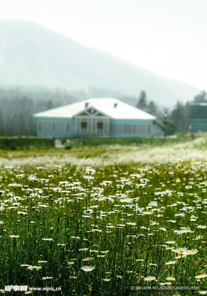 田园花海中的白色小屋