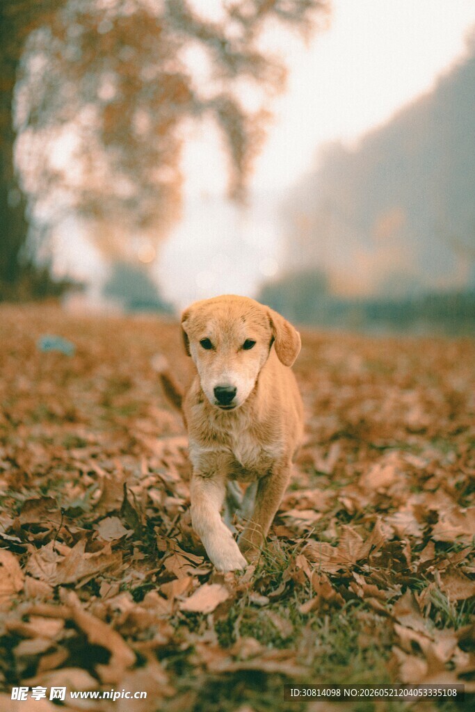 秋日萌犬在落叶中奔跑