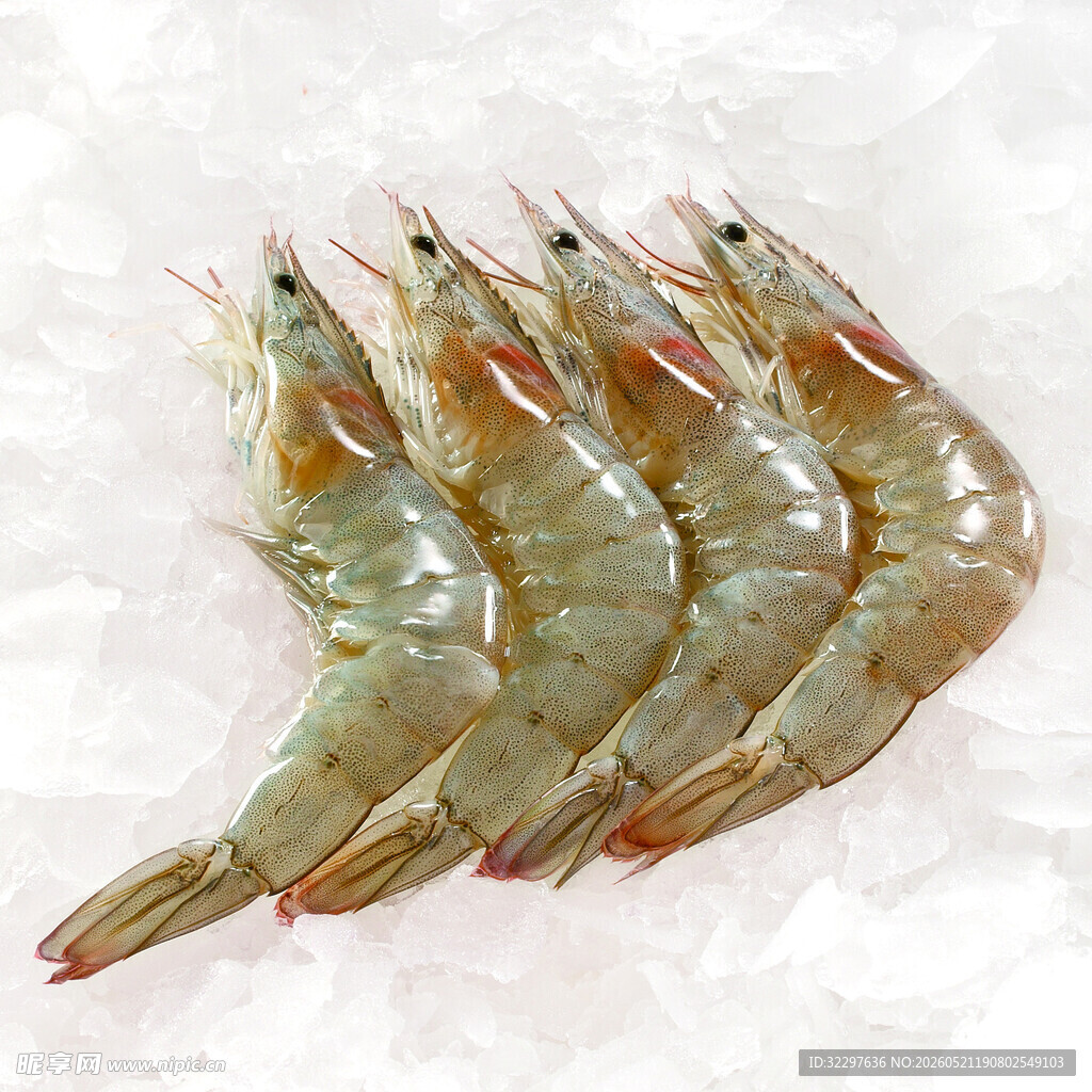南美白虾