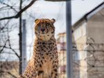 站立的猎豹