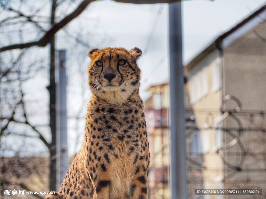 站立的猎豹
