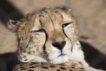 闭眼休憩的猎豹
