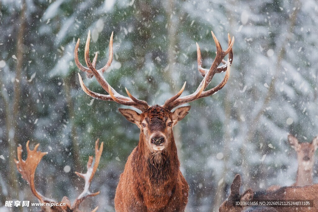 雪中雄鹿与鹿群