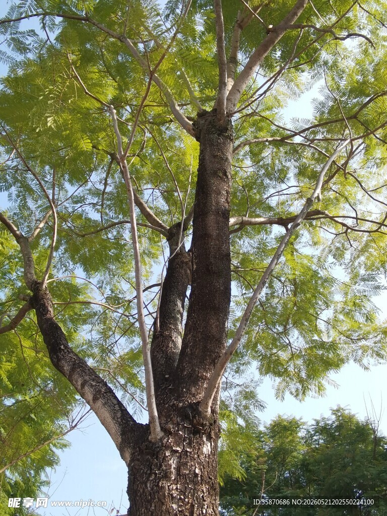 挺拔大树展现自然生机