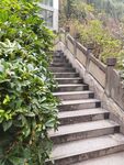 石梯旁绿植环绕的景致
