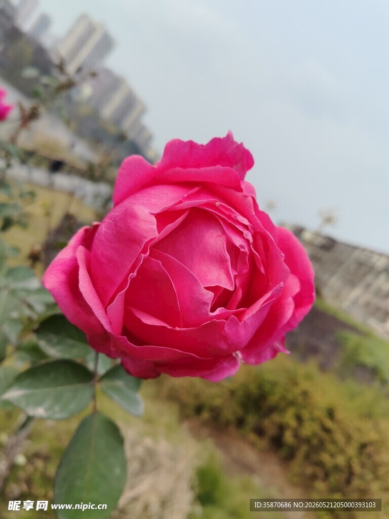 娇艳绽放的粉红色月季花