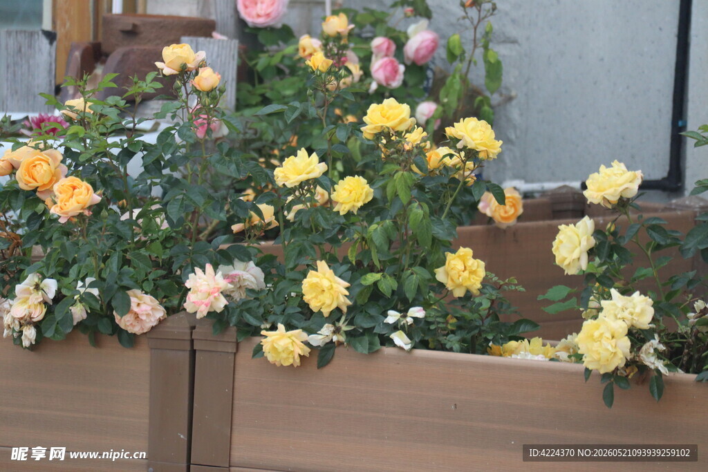 月季花
