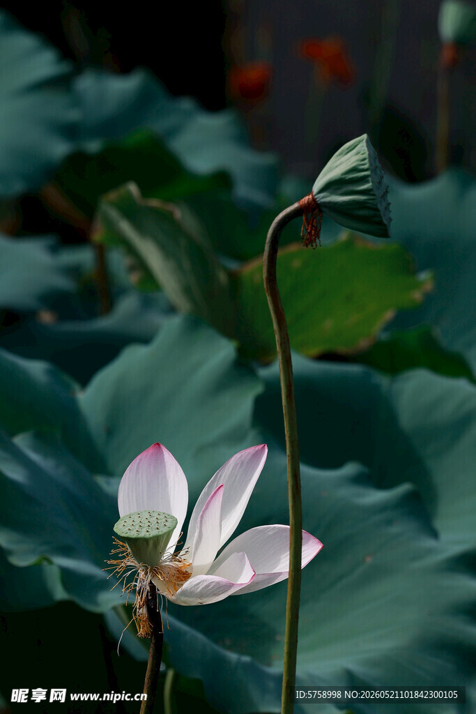 绿色莲蓬