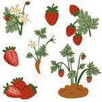 草莓插画素材