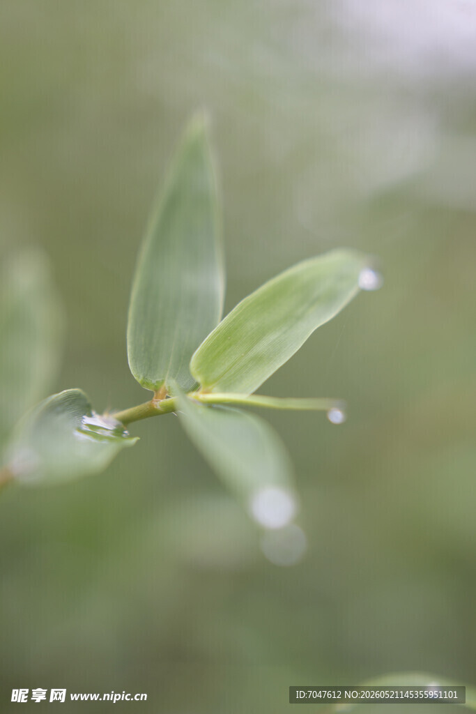 带水珠的竹子嫩绿叶片