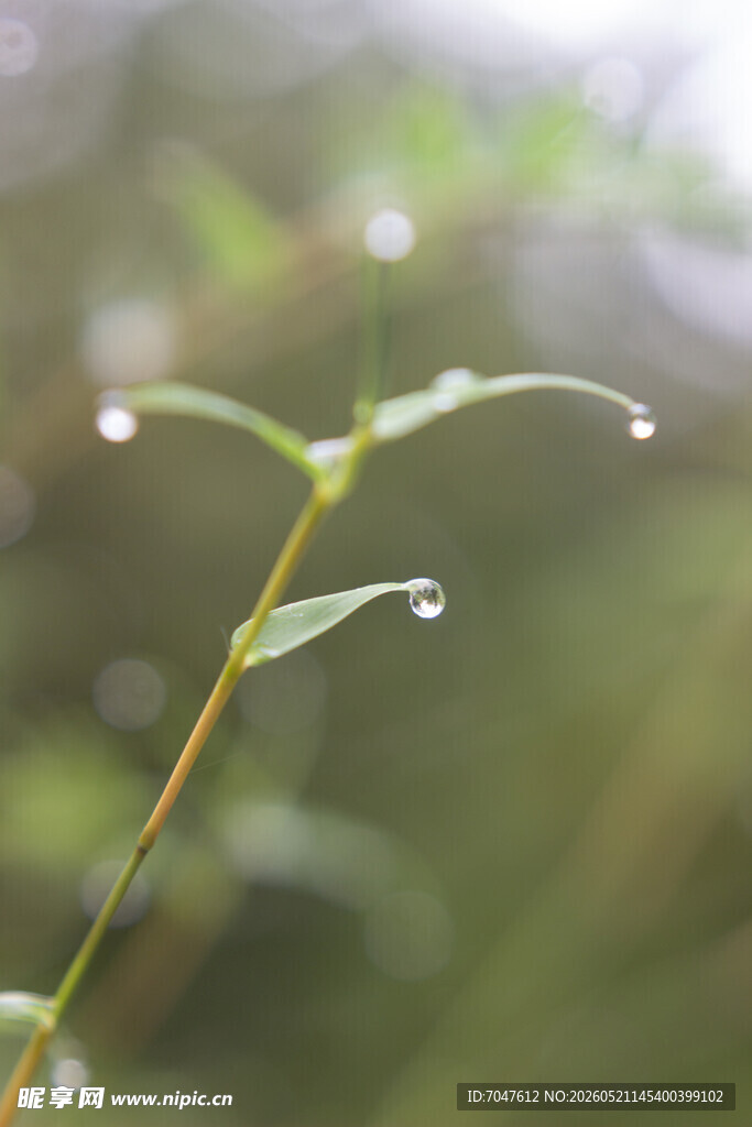 竹子竹叶叶尖的水珠