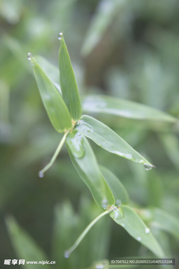 嫩绿竹叶特写