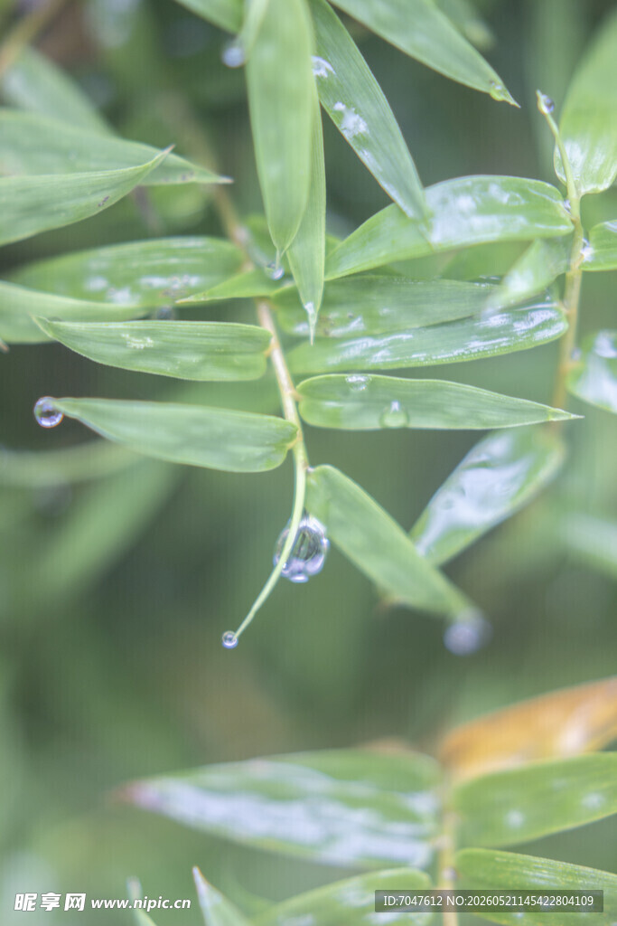 凤尾竹竹叶上的晶莹水珠
