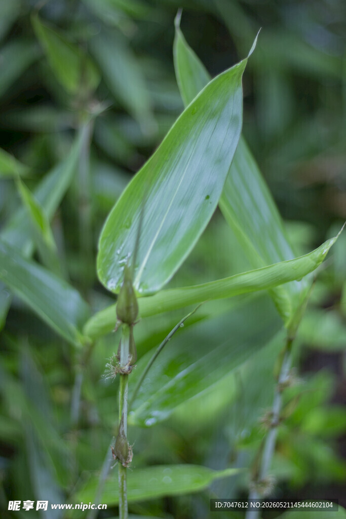粽叶阔叶箬竹翠绿叶片特写