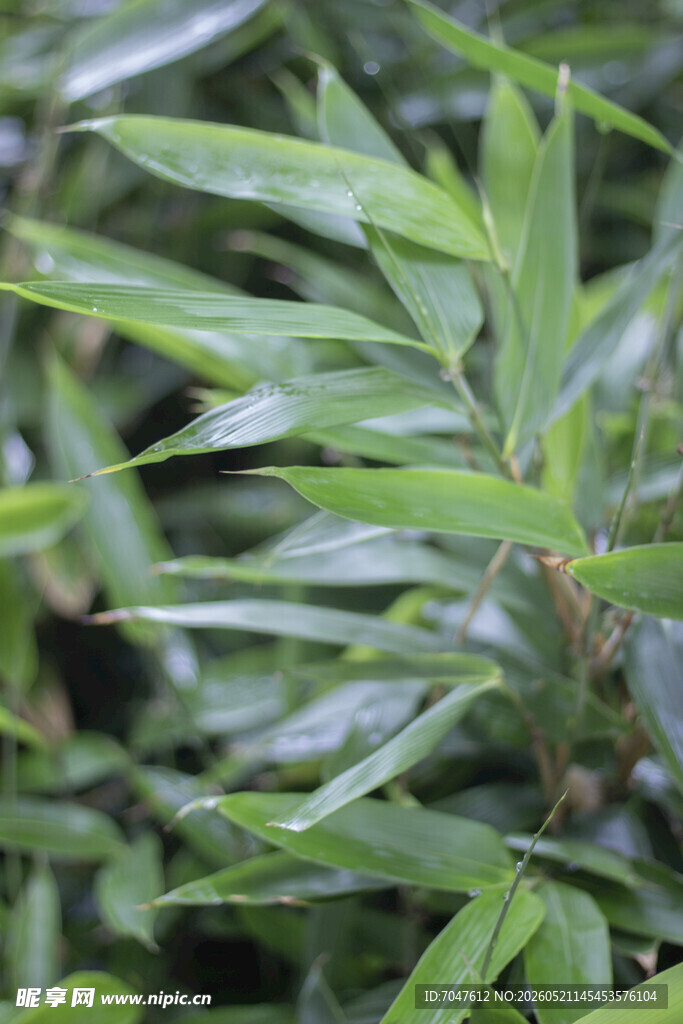 翠绿竹叶特写