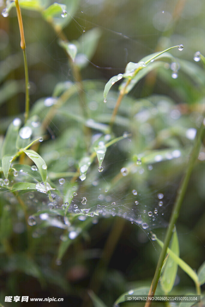 凤尾竹上清晨带露珠的蛛网与绿植