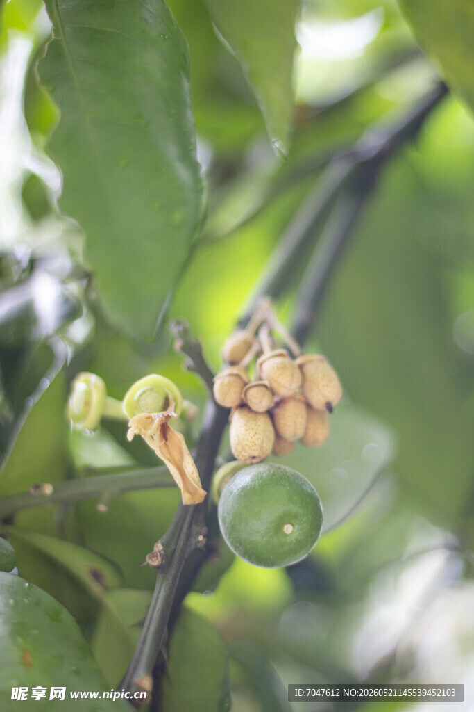 香泡香橼树的果子