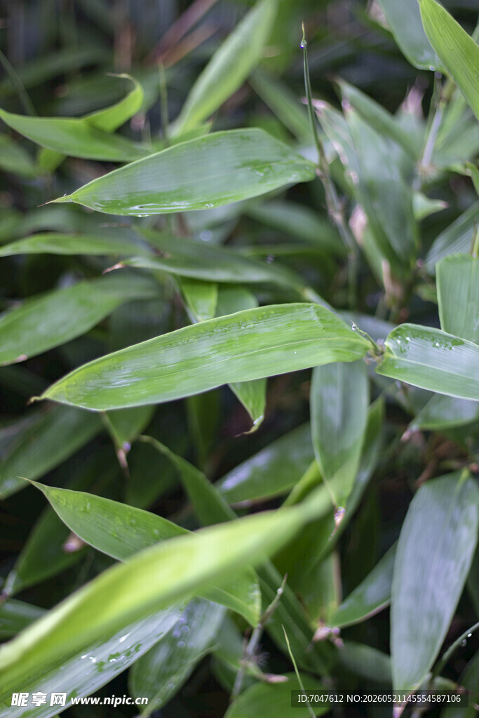 端午粽叶阔叶箬竹翠绿竹叶特写
