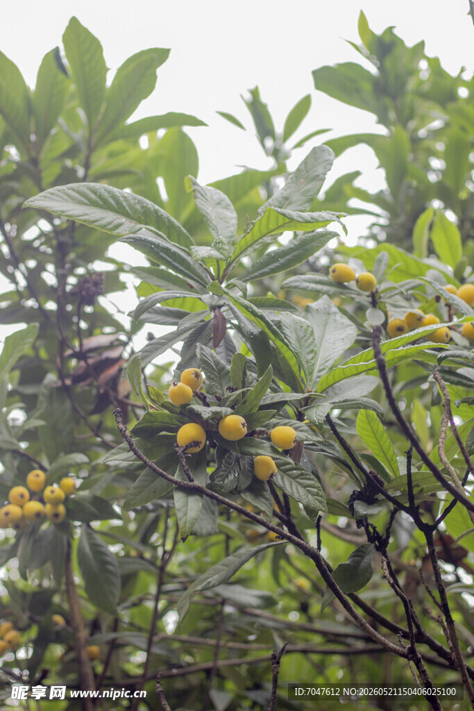 枇杷枝头黄果绿叶的繁茂景象