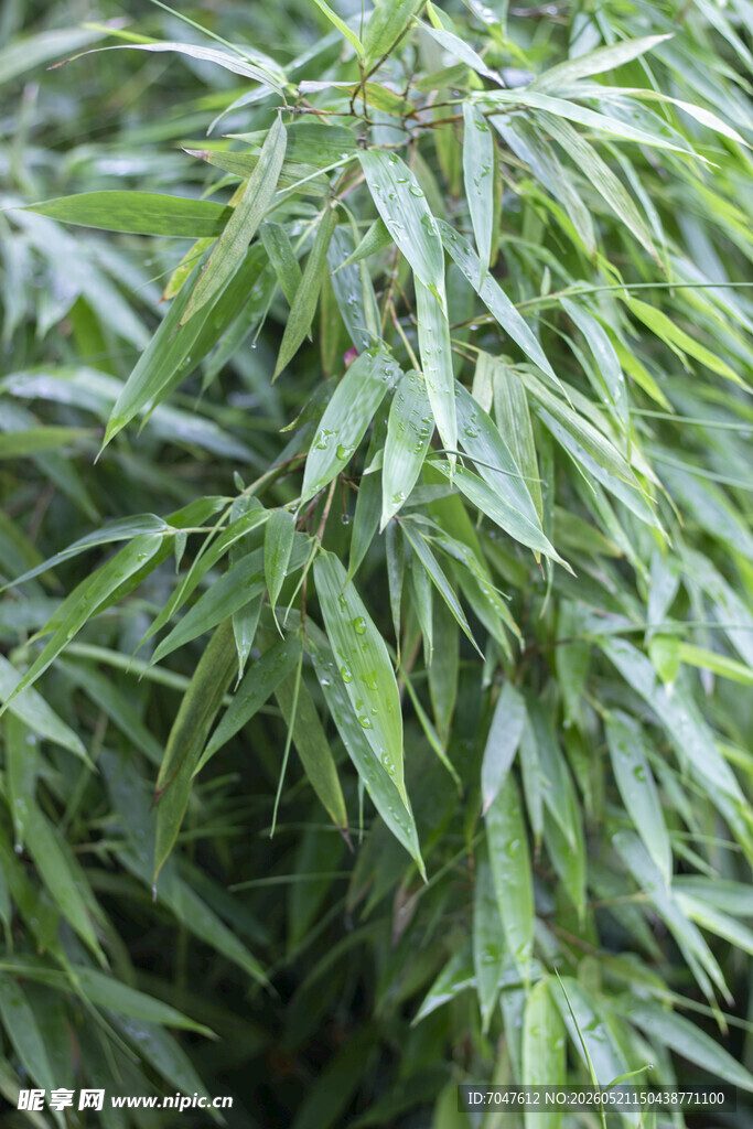 翠绿竹叶特写