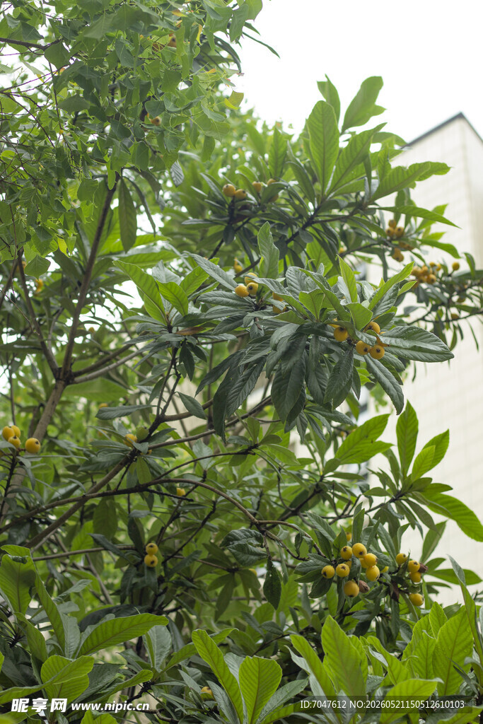 枇杷树枝头挂满橙黄果实的果树