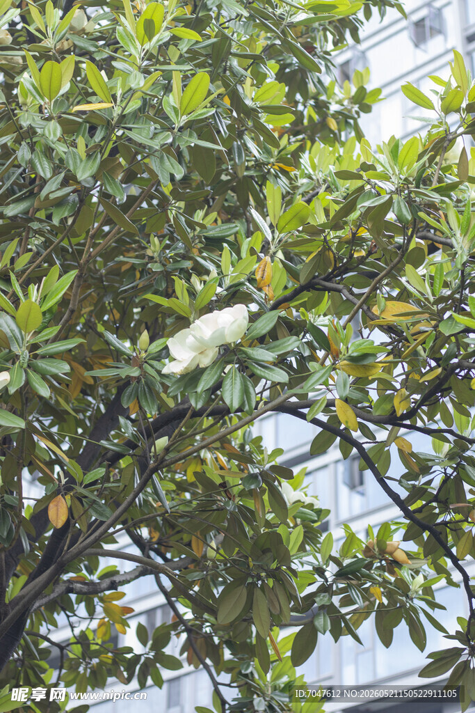 广玉兰枝头绿叶间的白色花朵