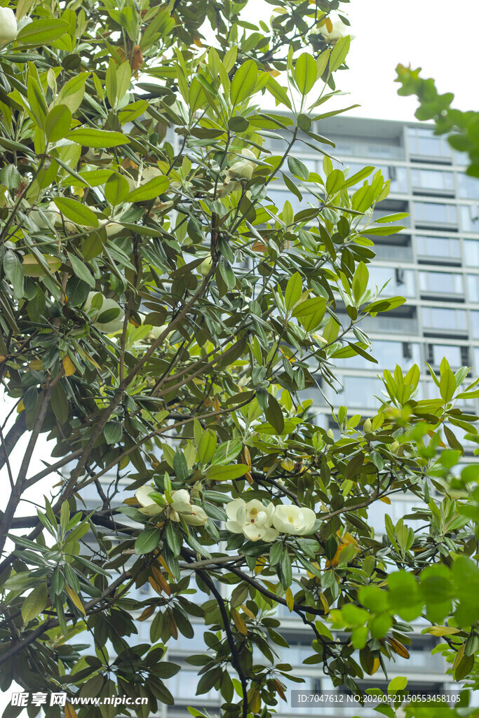 广玉兰