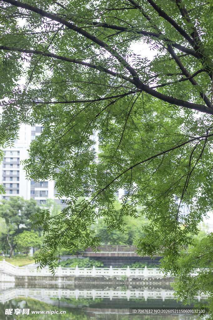湖畔黄连木绿树成荫的美好景致