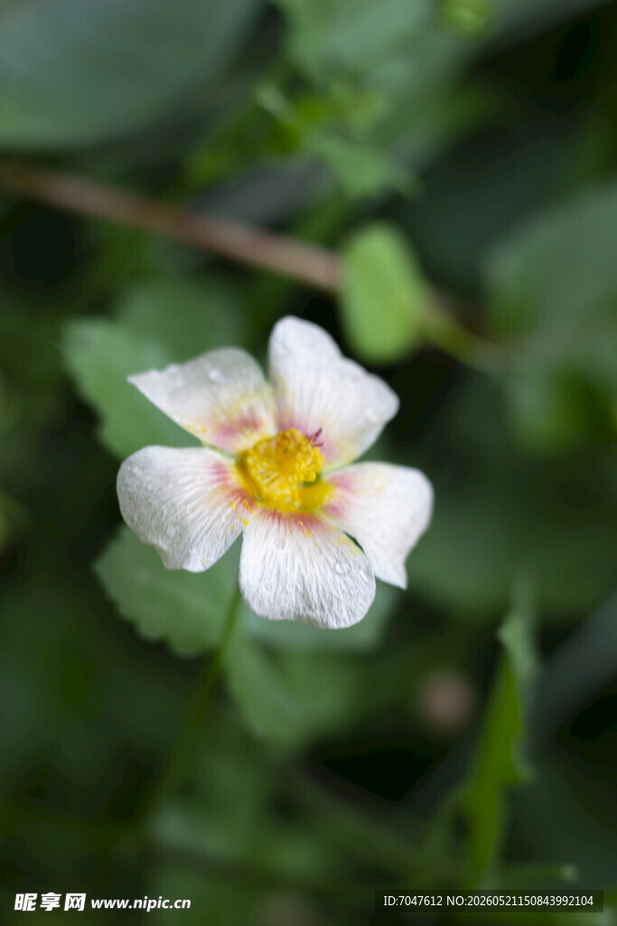蔓锦葵白色单朵小花绽放