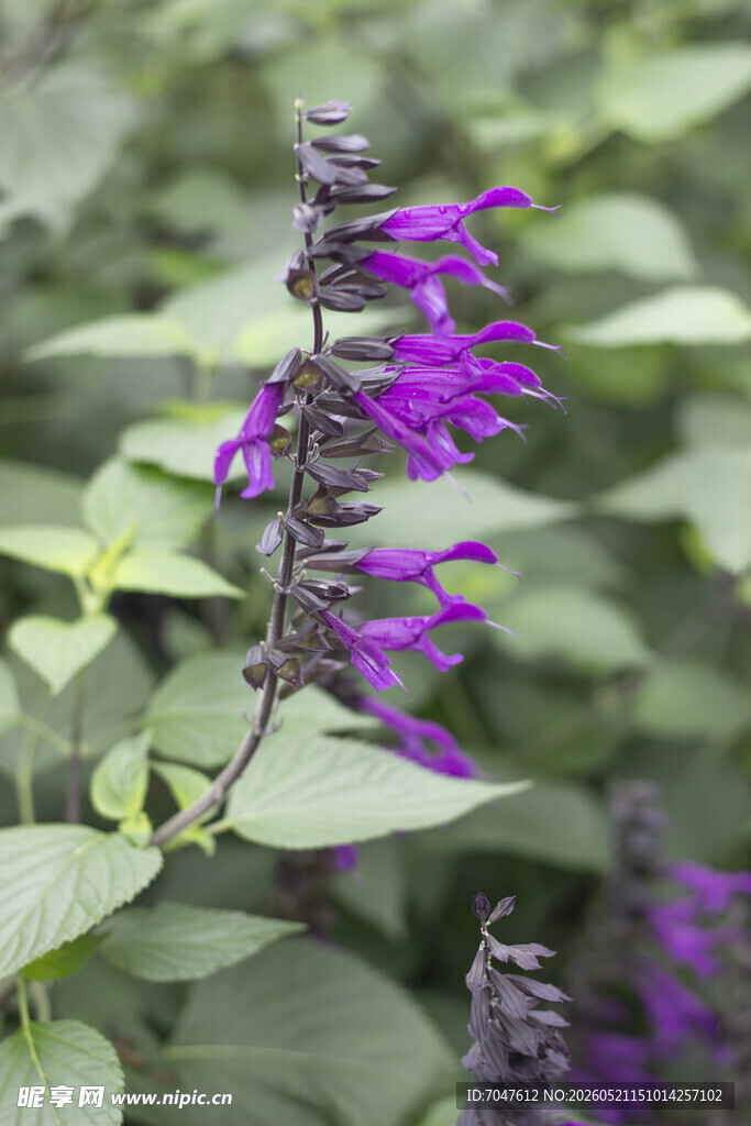 深蓝鼠尾草紫色鼠尾草特写