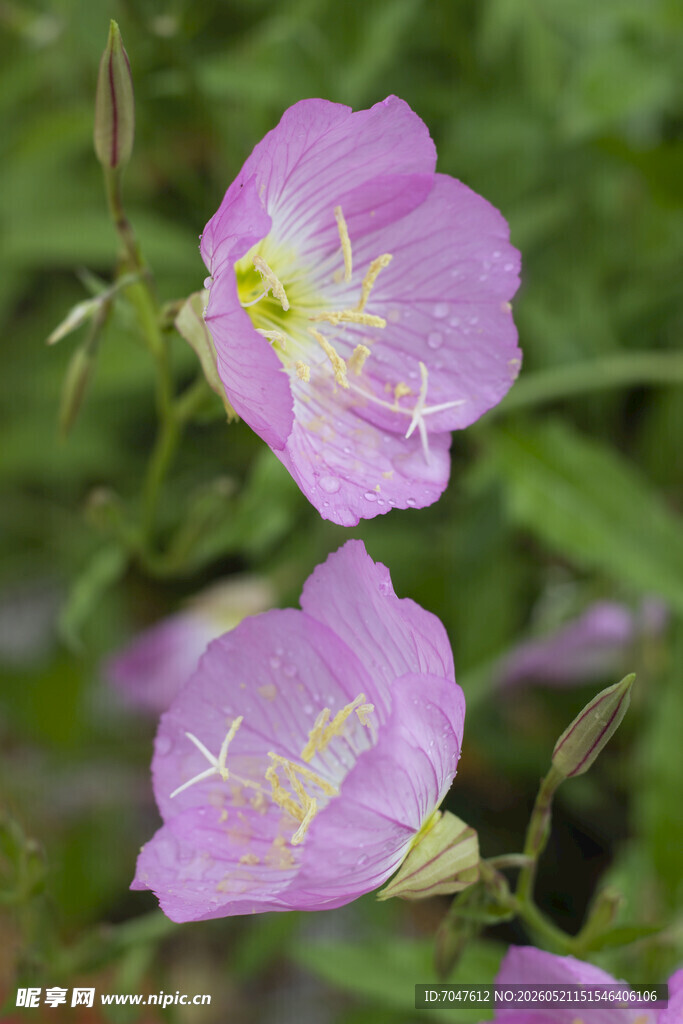 美丽紫色月见草花朵