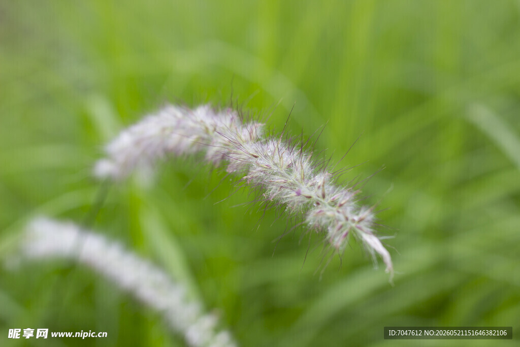 蓝尾草