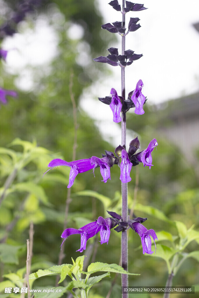 紫色深蓝鼠尾草特写