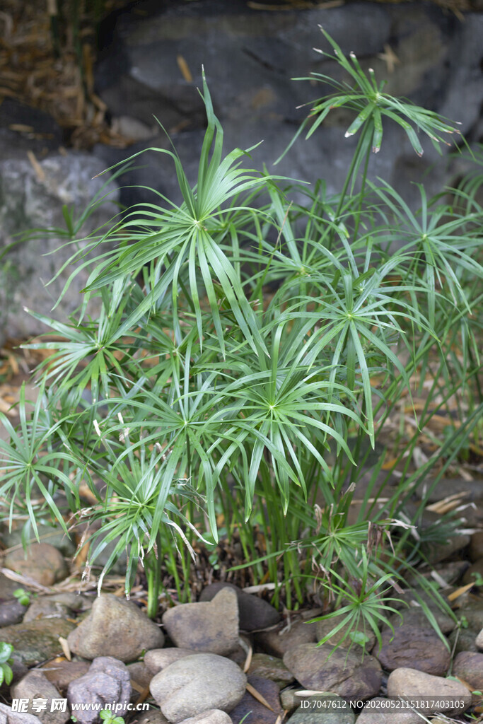 石间翠绿风车草