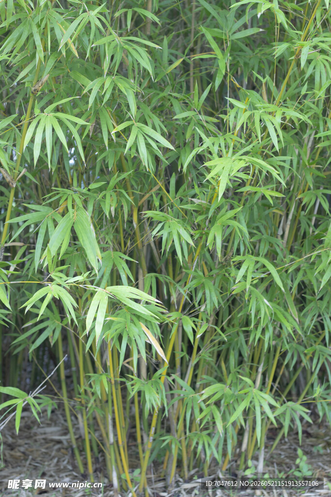 翠绿竹林景致
