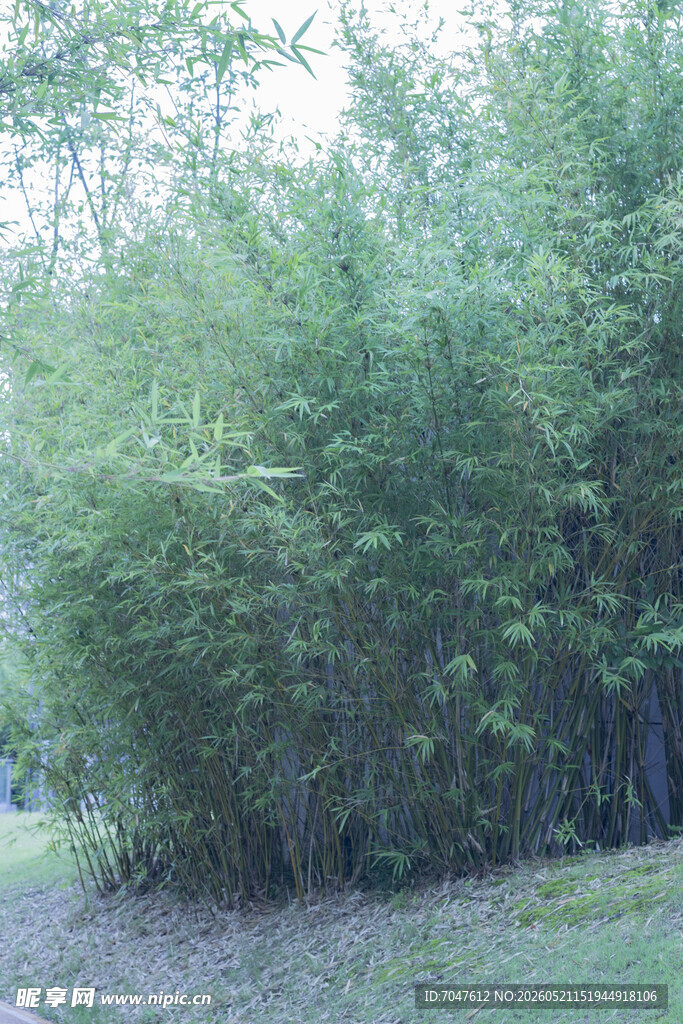 茂密竹林景观