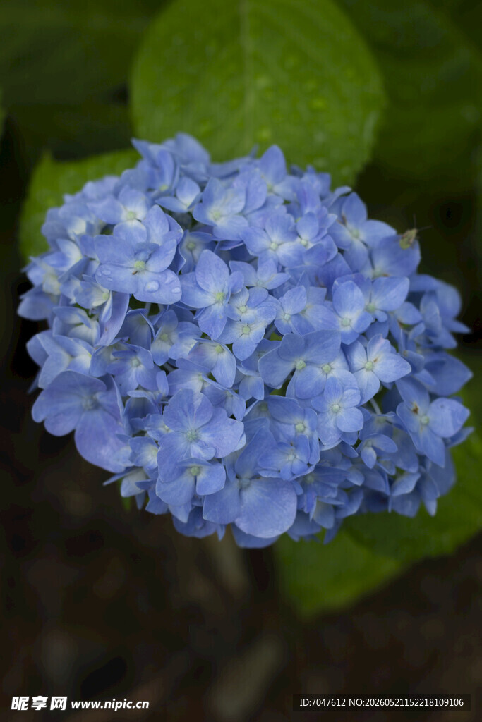 八仙花蓝色绣球花特写