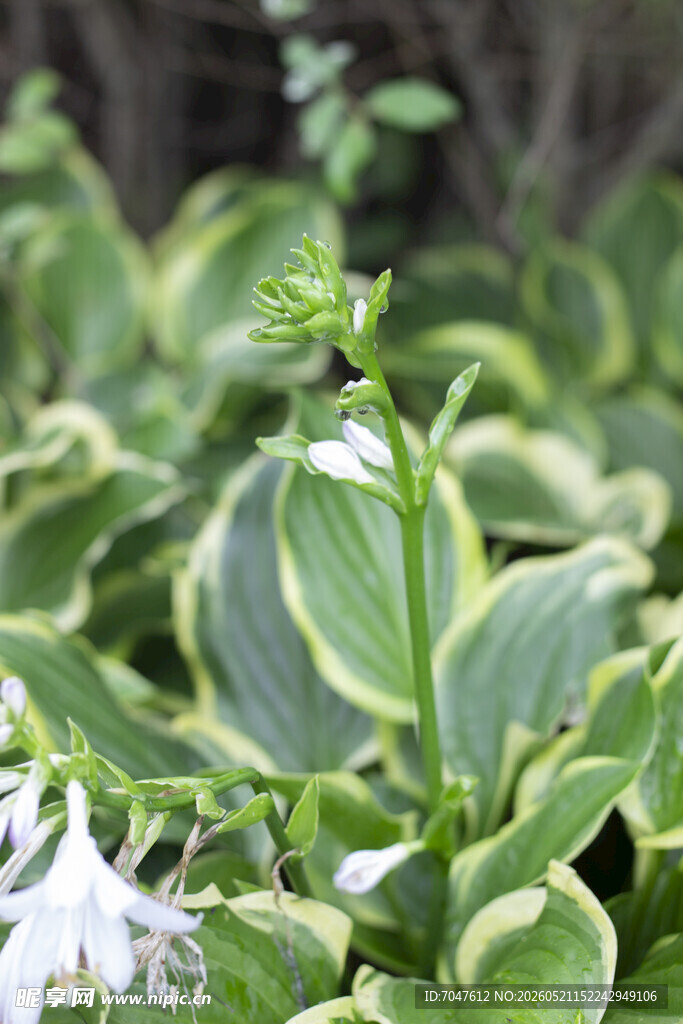 玉簪绿叶白花植物特写