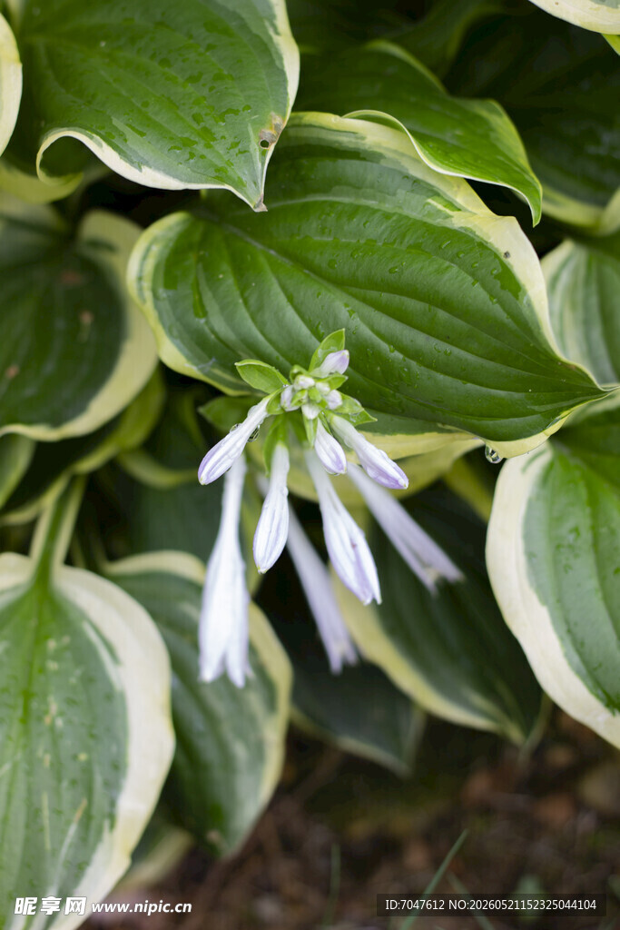 玉簪花绿叶间绽放