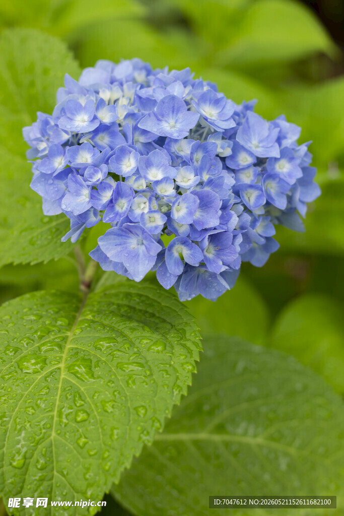 八仙花蓝色绣球花特写
