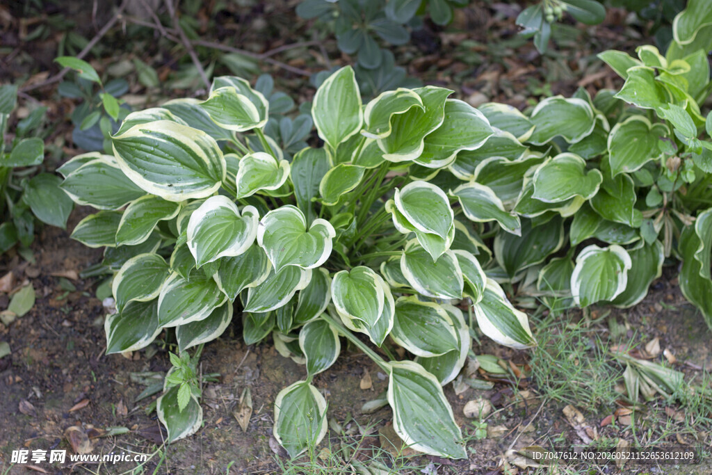 金边玉簪植物特写