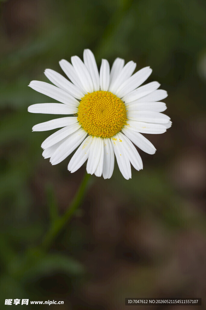 白色大滨菊特写
