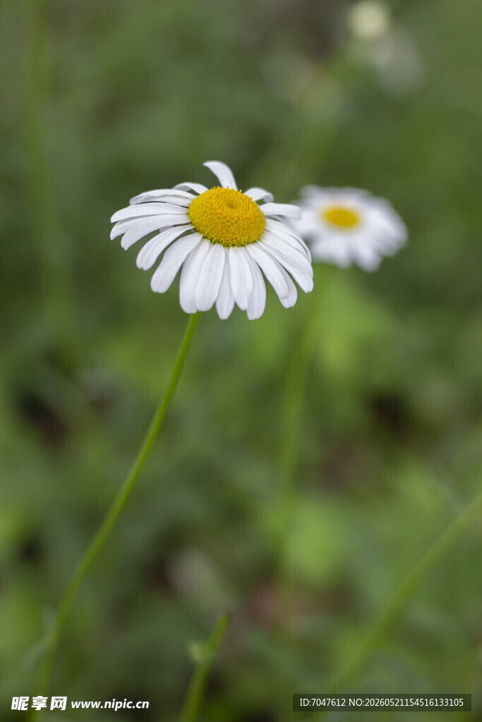 清新白花大滨菊