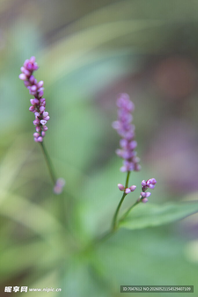 蓼科植物紫色小花特写