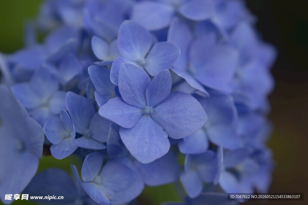 八仙花蓝色绣球花特写